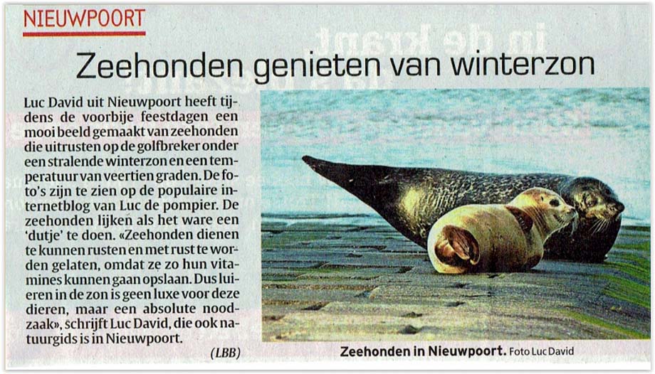 pers - zeehonden genieten van winterzon